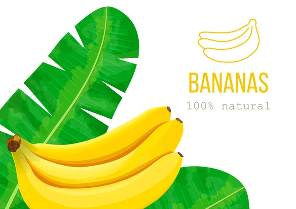 Bananas maduras e folhas de palma, lugar para texto. modelo de rótulo. Ilustração do vetor tropical. Ideia para o logotipo — Vetor de Stock