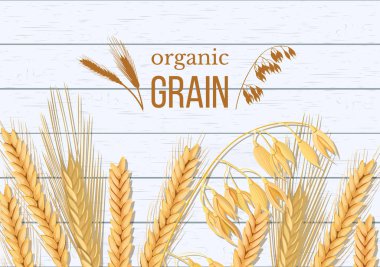 Buğday, arpa, yulaf ve çavdar Beyaz ahşap zemin üzerinde. Hububat spikelets kulaklı, demet ve metin organik tahıl,