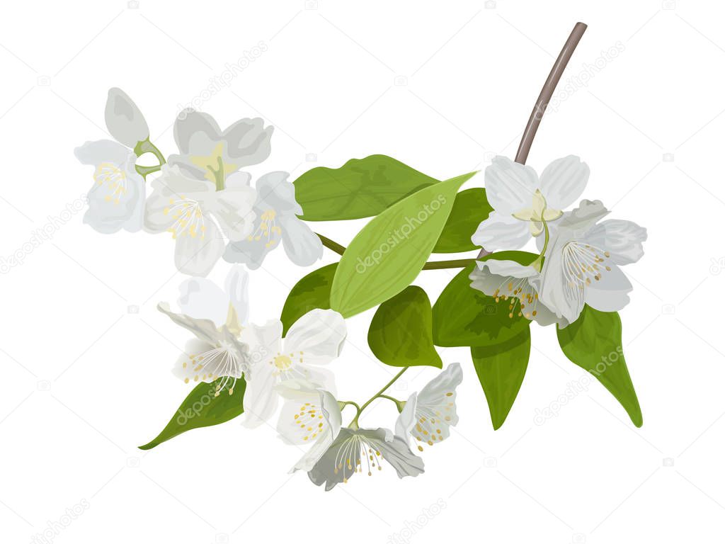 The blossoming season. Blooming tree with delicate white flowers. Twig with flower buds. Green and white drawing of a awakening tree in spring. For Logo, decoration, perfumery, Linear Art.