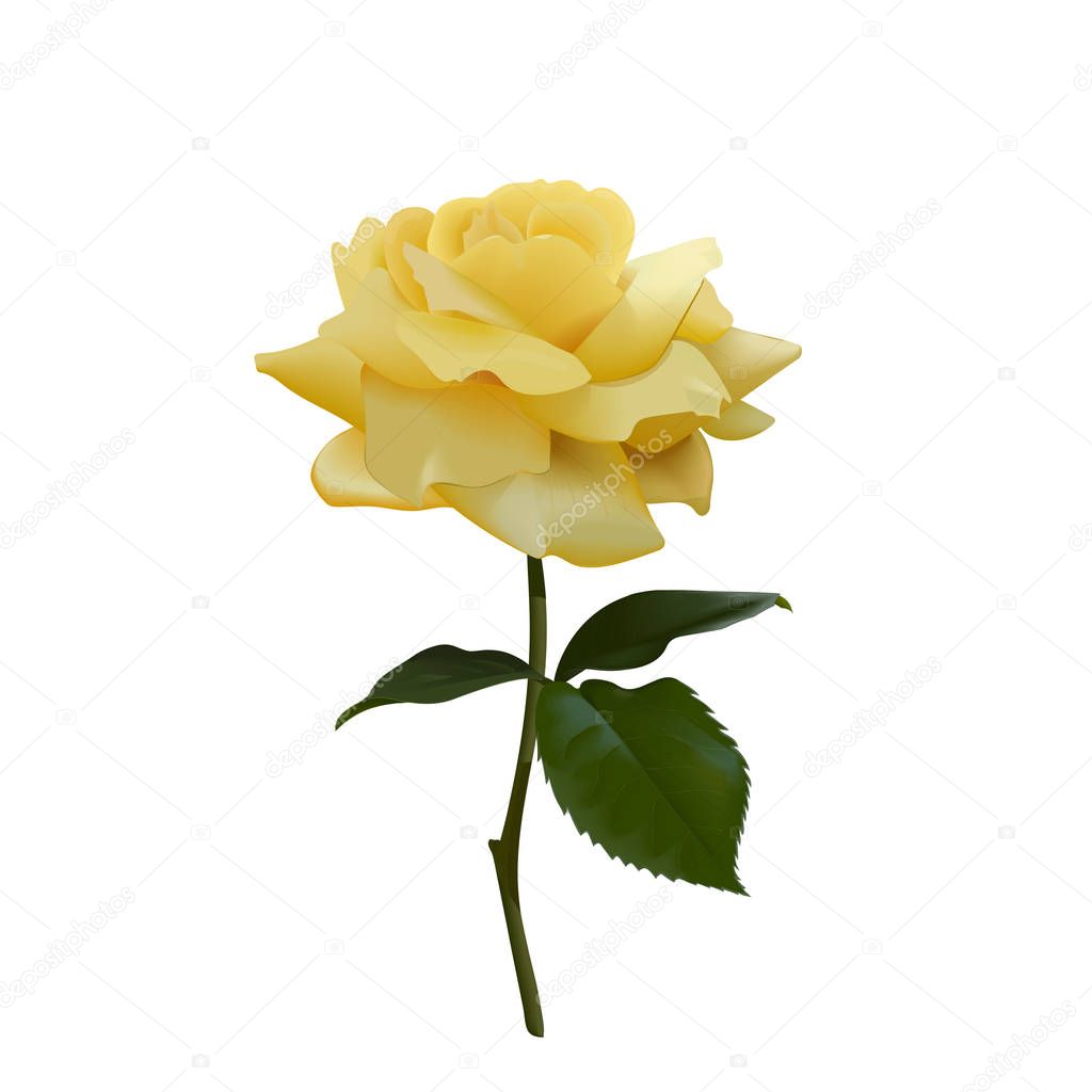 Realistic vector yellow rose or tea rose or China rose petals, leaves open flower, twig. Idea for logo, perfumery, cosmetics