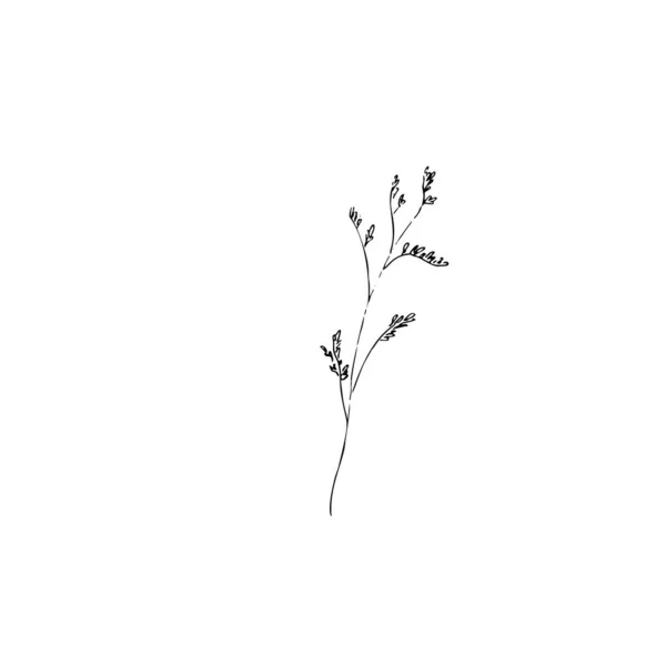 Sušené květiny, suchá tráva na bílém pozadí, tutsan, hypericum Ručně kreslená rytina ilustrace, — Stockový vektor