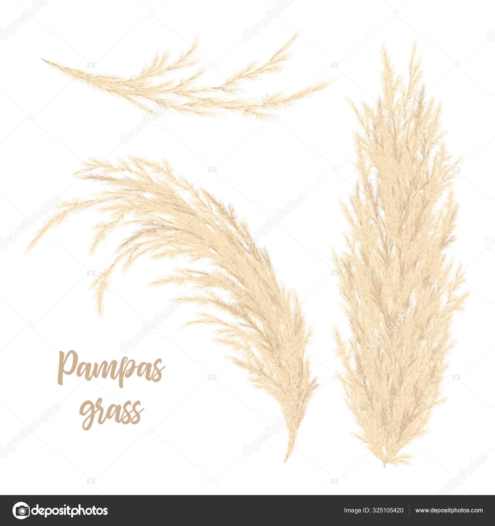 Pampas grass golden. Vector illustration. panicle Cortaderia selloana