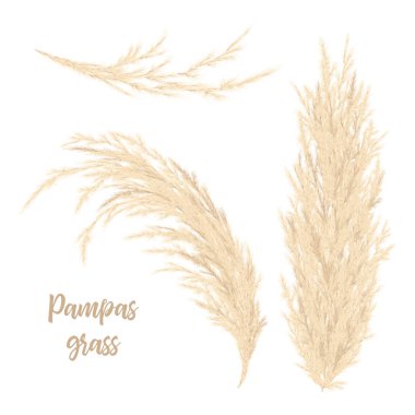 Pampas otları altın değerinde. Vektör çizimi. Panicle Cortaderia selloana Güney Amerika
