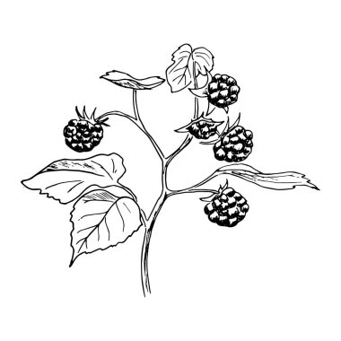 Dalın üzerinde yapraklarla olgun ahududular var. El çizimi Sketch tarzı mürekkep kalem vektörü çizimi