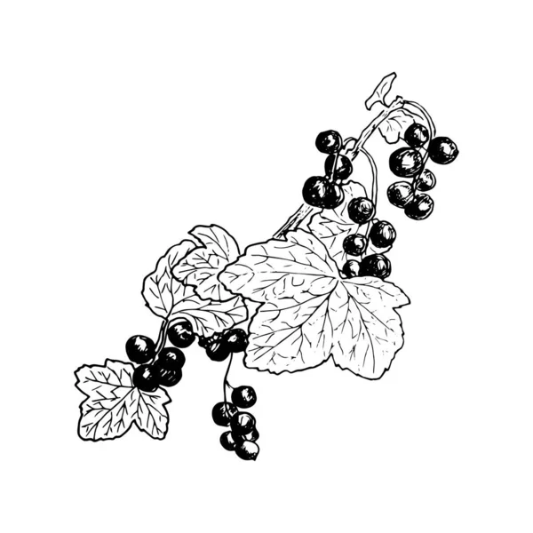 Ripe red currant branch with berries and leaves. Hand drawn Sketch style ink pen — 스톡 벡터