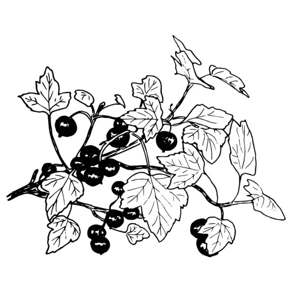 Rama madura de grosella negra con bayas y hojas. Dibujado a mano Estilo de boceto tinta vintage lápiz vector ilustración — Archivo Imágenes Vectoriales