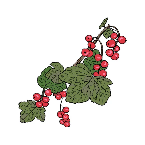 Maturi il ramo di ribes rosso con bacche e foglie. Illustrazione vettoriale a penna a inchiostro colorato in stile Sketch disegnato a mano . — Vettoriale Stock