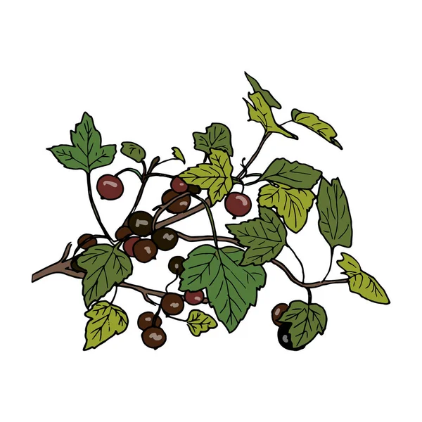 Matura il ramo di ribes nero con bacche e foglie. Illustrazione vettoriale a penna a inchiostro colorato in stile Sketch disegnato a mano — Vettoriale Stock