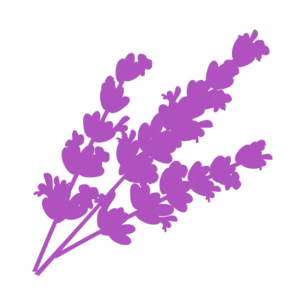 Lavender bunga. Lapisan lavender terisolasi pada ilustrasi latar belakang putih. EPS 10. Ilustrasi vektor - Stok Vektor