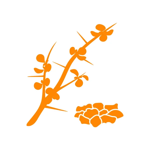Mirra, o mirra africana, o mirra de hierbas, o mirra somalí, o mirra común - planta aromática. Ilustración vectorial — Archivo Imágenes Vectoriales