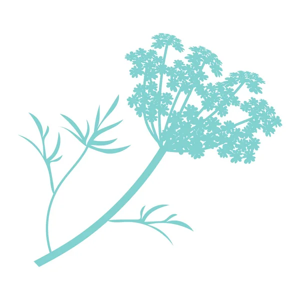 Anise απεικόνιση φυτών, σχέδιο, χάραξη, μελάνι, γραμμή τέχνης, διάνυσμα — Διανυσματικό Αρχείο