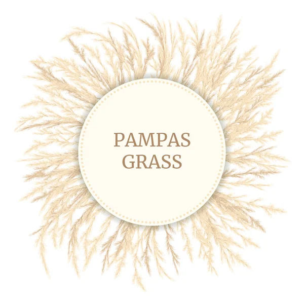 Ασημένιο χρυσό Pampas γρασίδι Πρότυπο κάρτα με αντίγραφο χώρου. Εικονογράφηση διανύσματος. Σήμα του Κύκλου. Άνθος διακοσμητικό χόρτο — Διανυσματικό Αρχείο