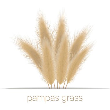 Pampas golden grass copy space on stripe. Vector illustration. South America. ornamental grass. clipart