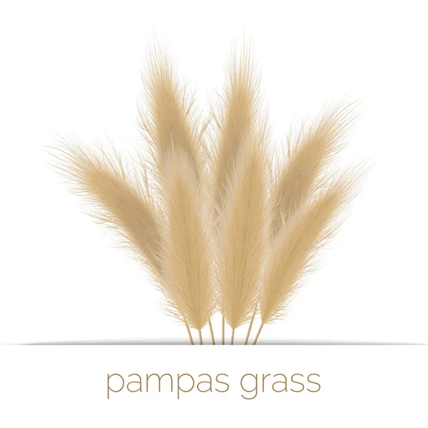 Pampas Golden grass copy space on Stripe. 벡터 일러스트. 남미. 장식용 풀. — 스톡 벡터