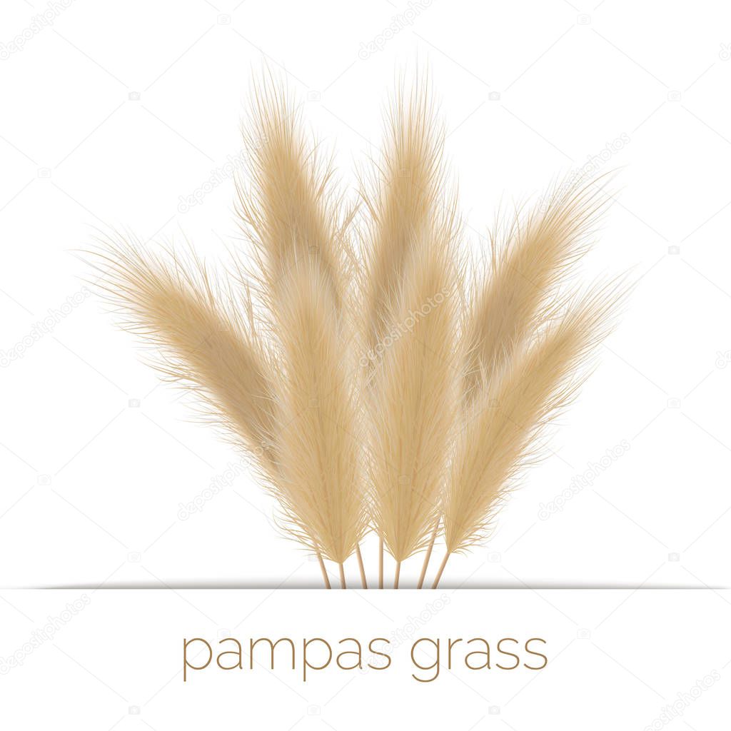 Pampas golden grass copy space on stripe. Vector illustration. South America. ornamental grass.