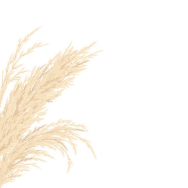 Silver golden Pampas grass Card template frame on the left with copy space. Vector illustration. clipart