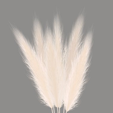 Pampas golden grass sheaf on grey. Vector illustration. panicle Cortaderia selloana bouquet South America. ornamental grass.