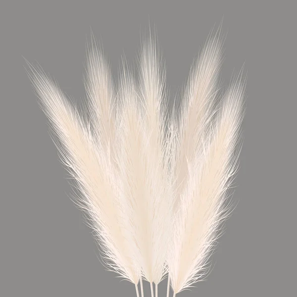 Pampas golden grass sheaf on grey. Vector illustration. panicle Cortaderia selloana bouquet South America. ornamental grass. — 스톡 벡터