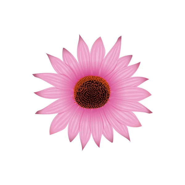 Echinacea Bloem Hoofd Bloemblaadjes Egel Coneflower Hand Getekend Botanische Illustratie — Stockvector