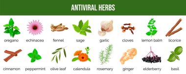 Bir dizi antiviral ot. Virüsleri nötralize etmek için yiyecek kaynakları ve baharatlar. Sağlıklı bir yaşam tarzı. Koronavirüsü durdurun. Bitkisel ve alternatif tıp, koronavirüs önleme, sağlık hizmetleri. Vektör illüstrasyonu