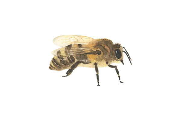 Beautiful Watercolor Resting Bee Icon Isolated White Background Honey Bee — Stock Photo, Image
