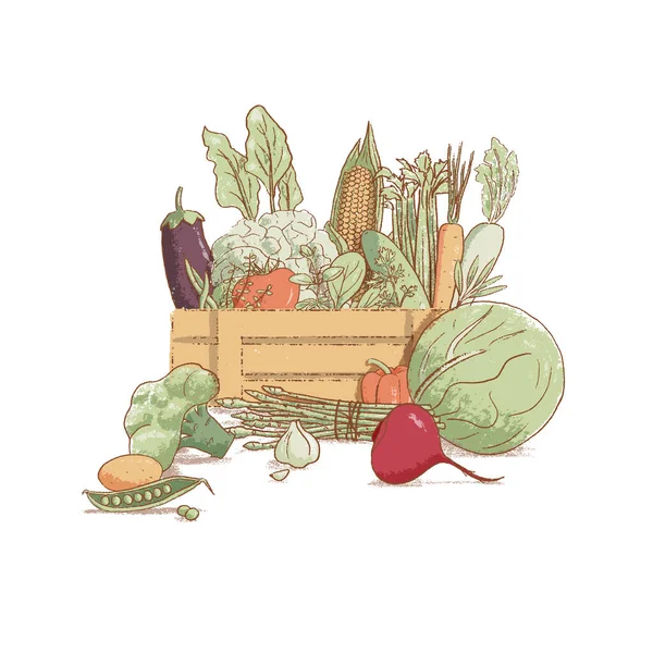 Cajón de madera con colección de verduras de temporada de estilo vintage populares dibujadas a mano y hierbas refrigeradas , — Vector de stock
