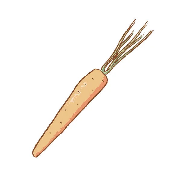 Свежая морковь с зелеными стеблями изолированная иконка. Весной. Рерипес. С фермерского рынка спешат, иллюстрация "Вектор". рисунок от руки — стоковый вектор