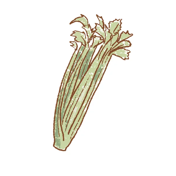 Kawałek świeżego zielonego selera pochodzi z odizolowanej ikony. Wiosenne Rareripes. Hastings, rynek rolny, ilustracja wektora. ręcznie rysowane — Wektor stockowy