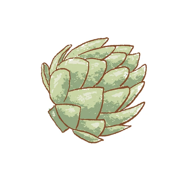 Fresh green artichoke stem isolated icon. Spring Rareripes. hastings, farm market, Vector illustration. hand-drawn — Stock Vector
