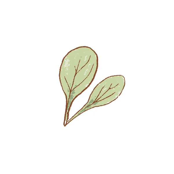 Manojo de hojas de espinaca cruda verde fresco de cerca. icono aislado. Primavera Rareripes. hendiduras, mercado agrícola, ilustración vectorial . — Vector de stock