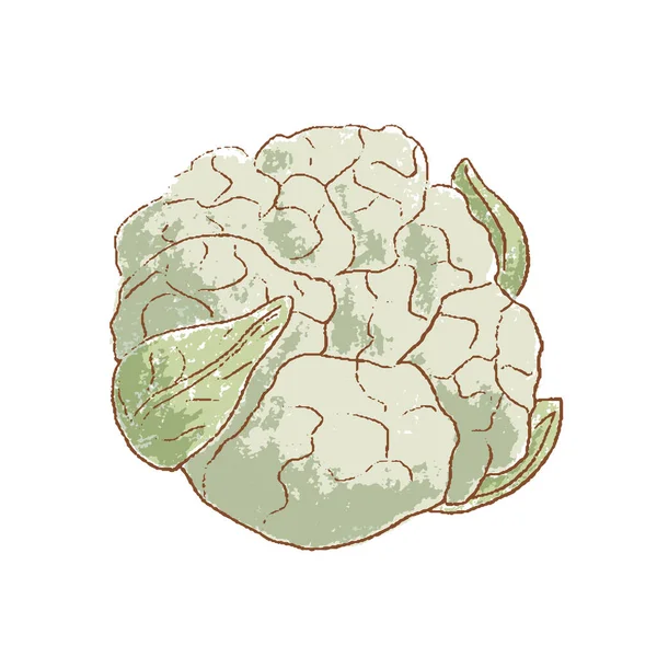 Fresh Raw Ripe Cauliflower Vegetable Isolated Icon Spring Rareripes Hastings — Stock Vector