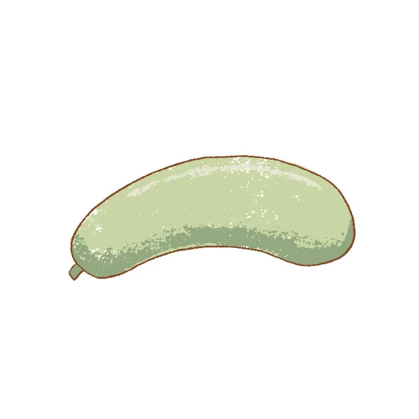 Frisches Rohes Reifes Zucchini Gemüse Isoliert Symbol Frühlingszucchini Selten Eile — Stockvektor