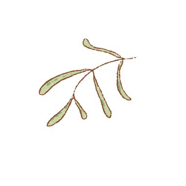 Taze yeşil tarhun dalları izole edilmiş ikon. Bahar Raripes 'ı. Hastings, çiftlik pazarı, vektör illüstrasyonu. El yapımı vintage tarzı popüler mevsimlik çiğ soğutucu bitki sağlıklı yaşam tarzı