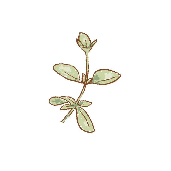 新鮮な緑のオレガノの小枝孤立したアイコンの束 春の珍しい 急ぐ農場市場ベクトルイラスト 手描きヴィンテージスタイル人気の季節の生ハーブ料理健康的なライフスタイル — ストックベクタ