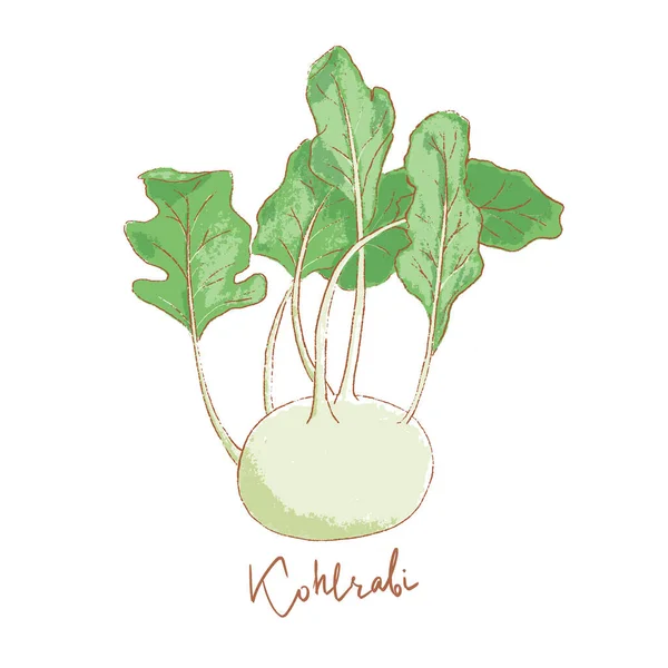 Kohlrabi fresco con hojas verdes icono aislado. Primavera Rareripes. parcelas, mercado agrario — Vector de stock