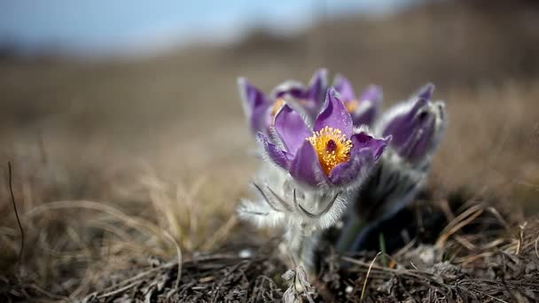 Alpejskie kwiaty w górach — Wideo stockowe