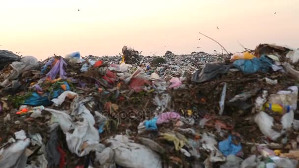 垃圾填埋场和鸟类在日落时 — 图库视频影像