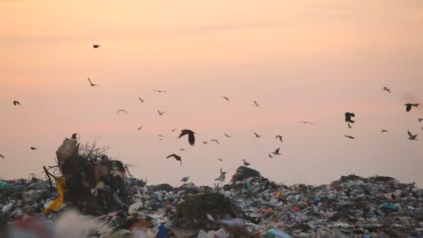 垃圾填埋场和鸟类在日落时 — 图库视频影像