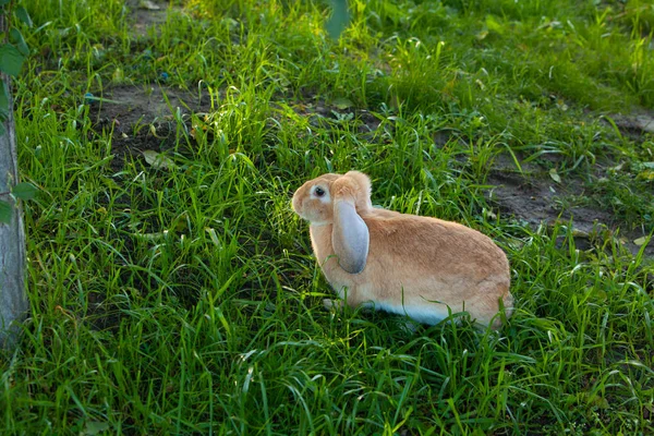 Piękne redhead królik — Zdjęcie stockowe