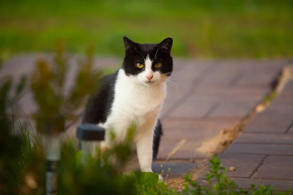 Bonito gato preto senta-se no gramado verde — Fotografia de Stock