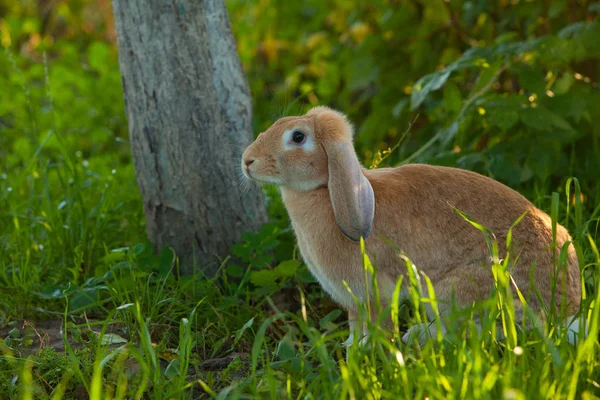 Vacker rödhårig kanin — Stockfoto