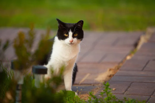 Güzel siyah kedi yeşil çimenlerin üzerine oturur — Stok fotoğraf