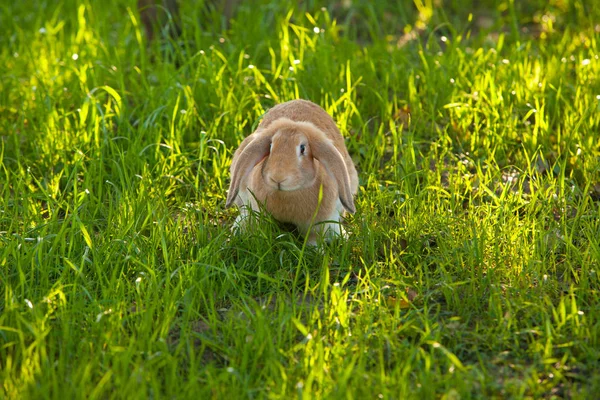 Vacker rödhårig kanin — Stockfoto