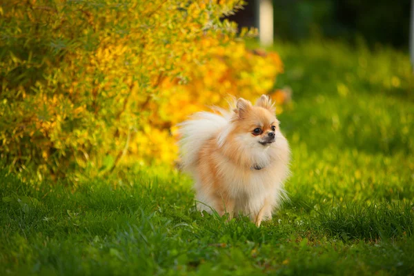 Mooie rode dwerg Spitz op groen gazon — Stockfoto