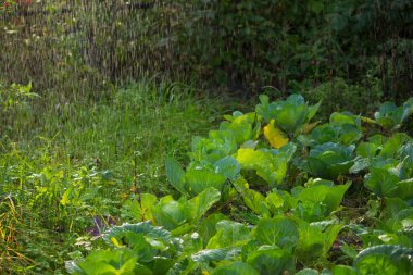 Sulama sulama sistemi lahana