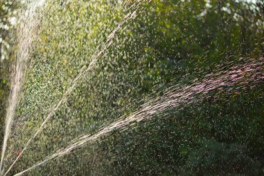 bitkileri sulama sisteminden sulama