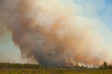 vahşi yaz ormandaki insanlar olmadan