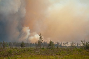 vahşi yaz ormandaki insanlar olmadan