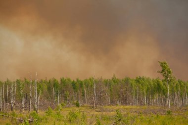 vahşi yaz ormandaki insanlar olmadan