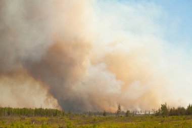 vahşi yaz ormandaki insanlar olmadan